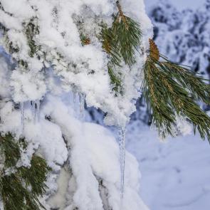 ����: ������ �����