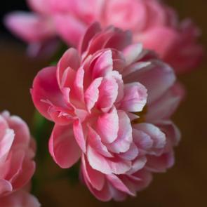 ����: ����� ����