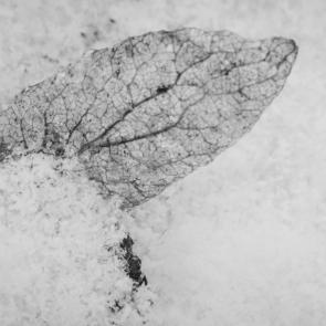 ����: ������� ������ ����