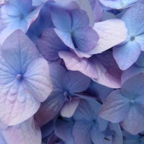 ���������� �����