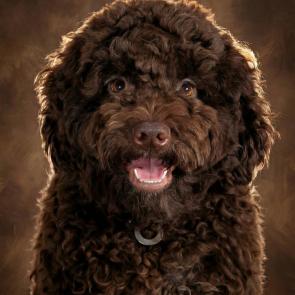 ���� ��������: ���������� 