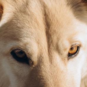 ����: ����� - ������� ����