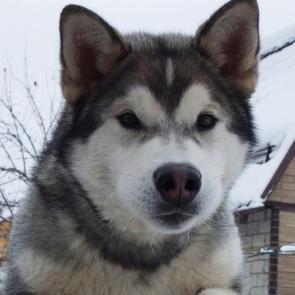 ����: ���