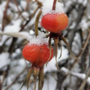 ����: �������