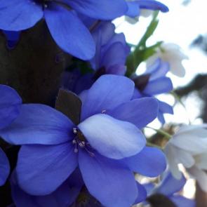 ����: �������� ����������.