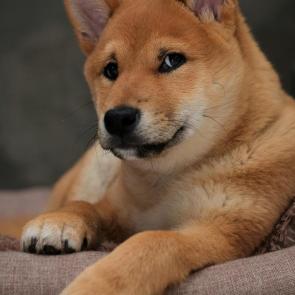 ����: ����