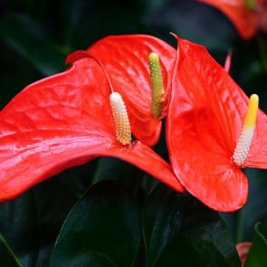 ����: ������� ��������