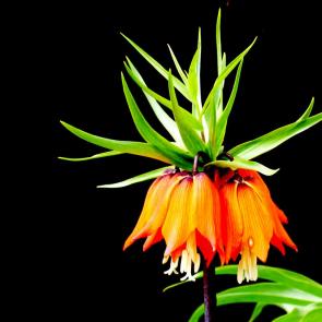 ����: ������