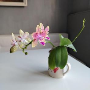 ����: �������