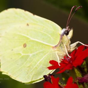 ������� ����