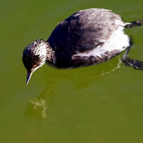 ����: ���������