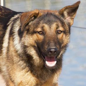 ����: ���������