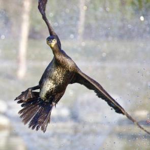 ���� ��������: - ��� �� ���?!