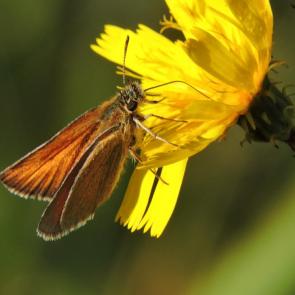 ����: �������������