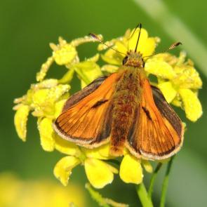 ����: �������������