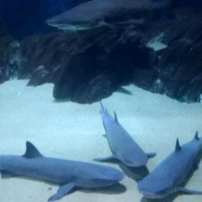 ����: ���������� �� �����