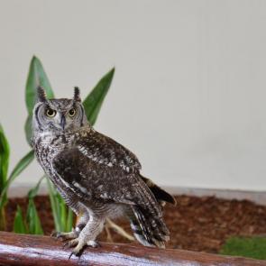 ����: ������ ����