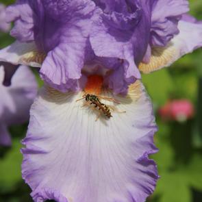 ����: ���