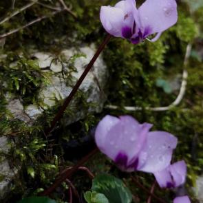 ���� ��������: 