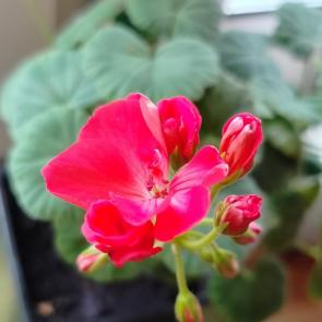 ����: �������� ����.