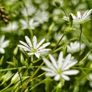 ����: ����������