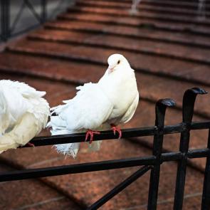 ����: ������