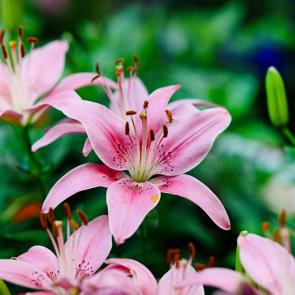 ����: �����