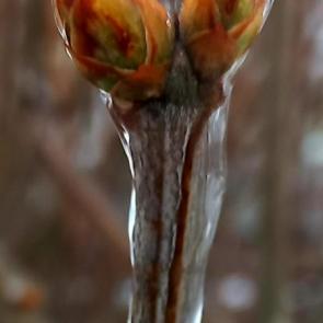 ������� ����