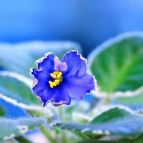 ����: �������� �� ������ ����