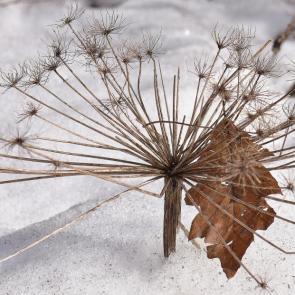 ����: ����� �����.