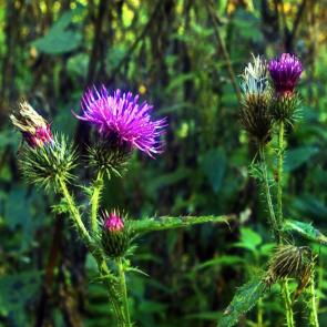 ����: ����� ��������