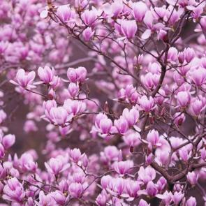 ���� ��������: �������� 