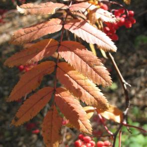 ����: ������