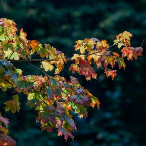 ����: ����������� 