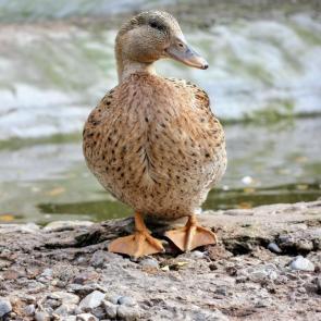 ����: �������