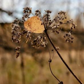 ����: ������� ����