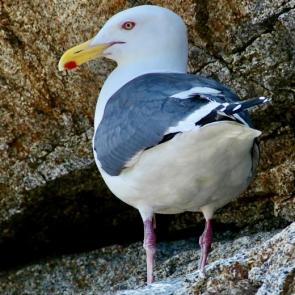 ����: �����