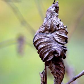 ����: ����� ��� ����