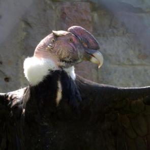 ����: ������