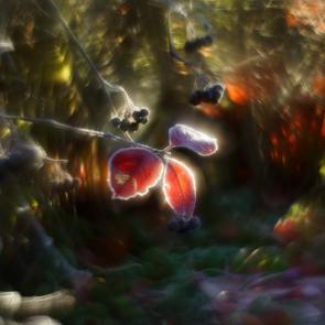 ����: �����������