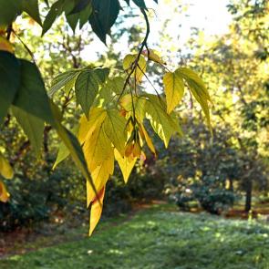 ����: ������� ������