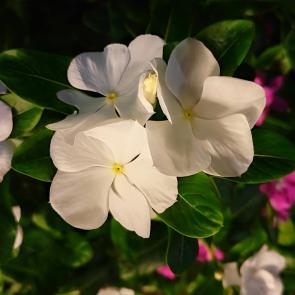 ����: ��������