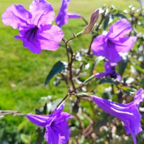 ���� ��������: ��������� �����������