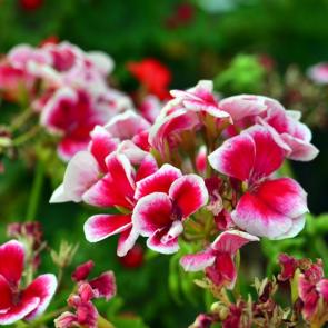 ���� ��������: 