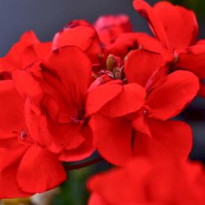 ���� ��������: 