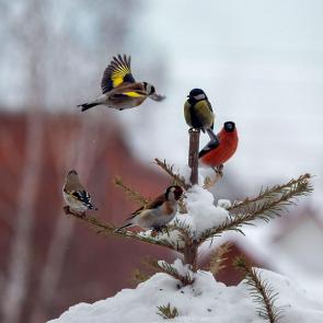 ����: ������....