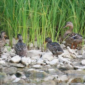 ����: �������.