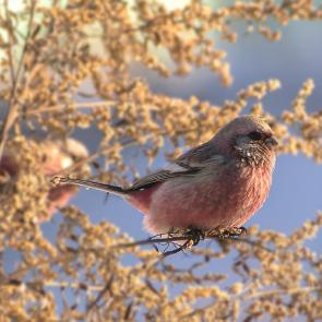 ����: ������