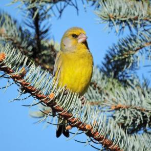 ����: ���������