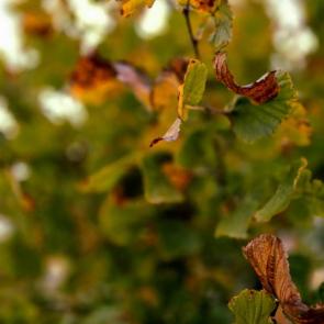 ���� ��������: �����